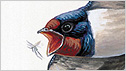 Swallow c/o rspb Mike Langman