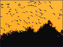 Starlings over Westhay (Lynne Newton)