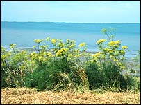 Sea Hogs Fennel
