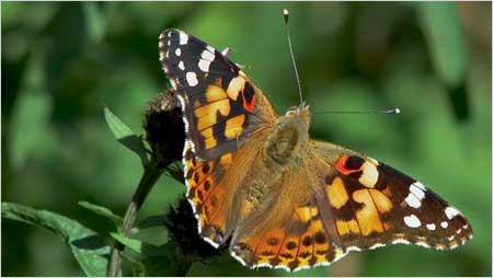 Painted Lady c/o Jaybee and NE Wildlife