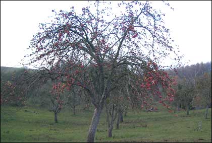 Apple tree in an orchard