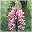 Military Orchid c/o Natural England and Peter Wakely
