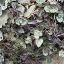 Ceropegia woodii