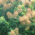 Cotinus coggygria, Smokebush