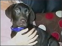 Labrador dog 