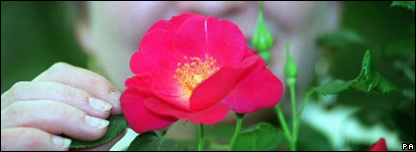 A spring rose