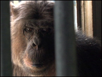 O chimpanzé Hiasl