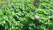 Potato plants