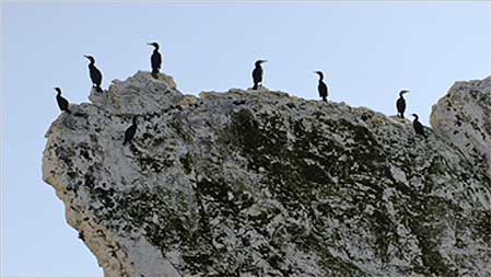 Cormorants c/o Martyn Rose