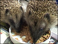 Hedgehogs, Wild THings Res-Q