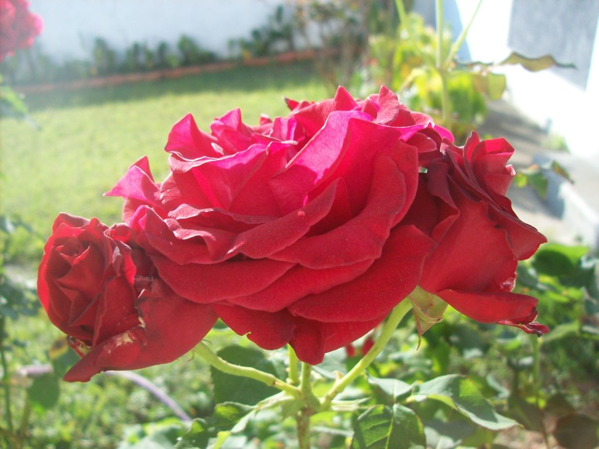 Roses from my house´s garden.