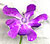 Pink flower - Francesca Webb 