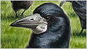 Rook c/o rspb Mike Langman