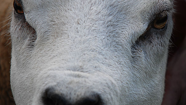 The Texel, a characteristically hardy and thrifty sheep.
