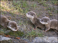 Baby otters at Banham Zoo