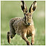 Hare c/o PA Images