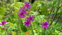 Geranium palmatum