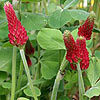 Trifolium incarnatum