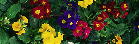 Polyanthus