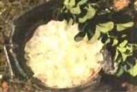 Dishgled o <i loading=