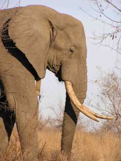The mighty 'Classic' appearing from the bushland