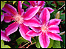 Clematis