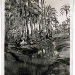 By the irrigation canal in the delta. Date palms on way from El Khanka to El Marg