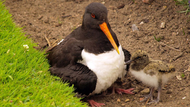 ...the finished product! This oystercatcher and chick were spotted in in Crathes Castle Gardens, Aberdeenshire, by Alan Crichton from Westhill.