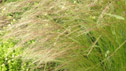 Stipa tenuissima