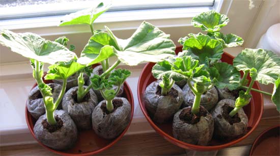 Geranium cuttings on the windowsill