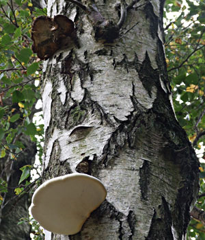 Birch Polypore