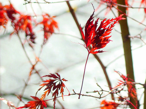 Falling red leaves by Judith Green