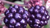 Blackberries...
