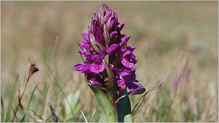 Orchid on Holy Island
