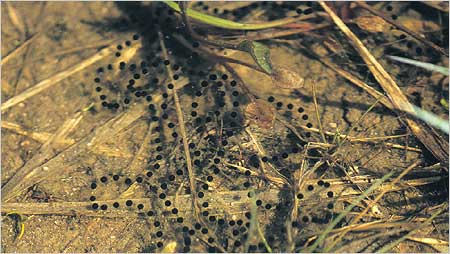 Natterjack spawn c/o John Buckley