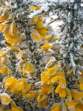 Frosty gorse