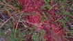 Detail of colour in the mosses and lichens