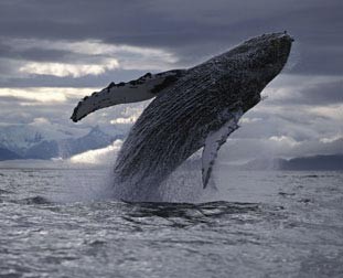 Humpback Whale from the Nature Picture Library