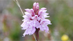 A common spotted orchid