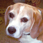 Mike's dog, Mowlam