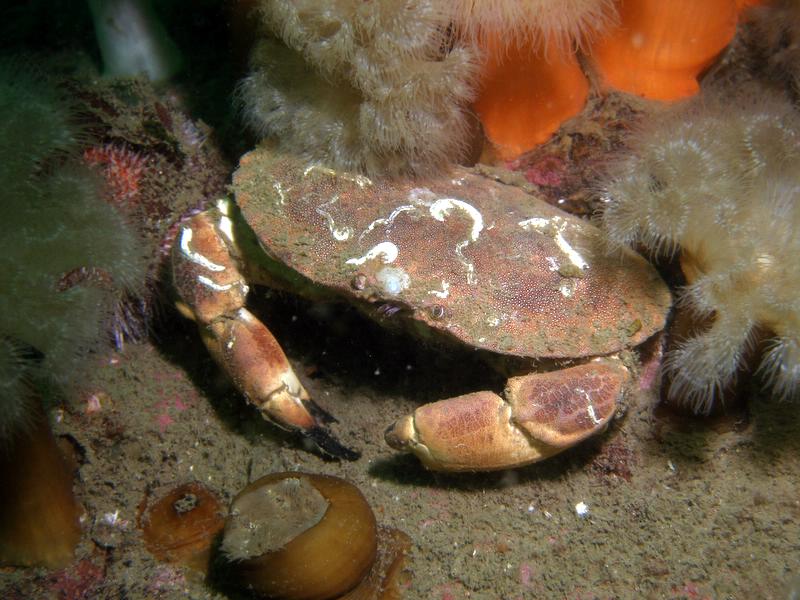Edible crab