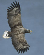 Sea Eagle - (c) RSPB images
