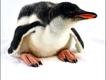 Foto do livro ZooBorns, de Andrew Bleiman e Chris Eastland, publicado por Constable & Robinson