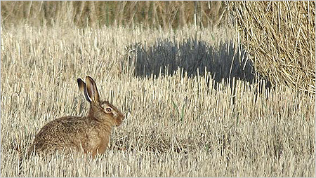 Hare in cornfield c/o northeastwildlife.co.uk