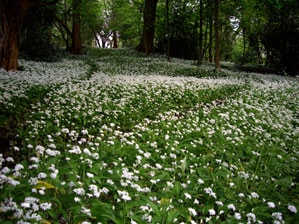Wild garlic St Chloe's wood near Rodborough