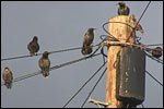 Starlings