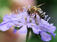 a honey bee, photographer Jeff Overs.