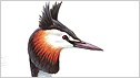Great Crested Grebe c/o rspb images Mike Langman