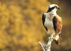 An Osprey resting on a branch. © Chris Gomersall and rspb-images.com