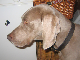 Do you recognise this dog?